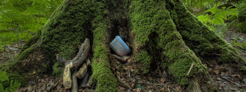 geocache in tree roots