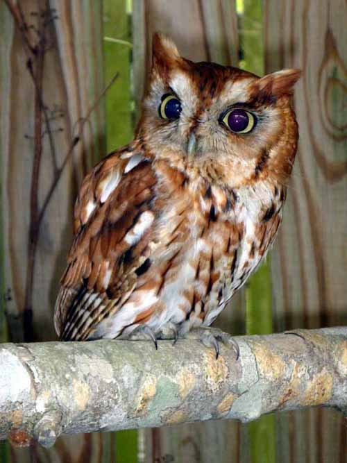 screech owl