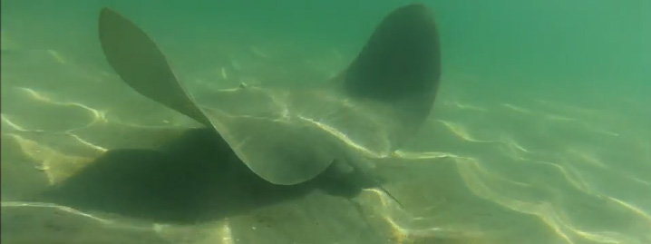 butterfly ray swimming