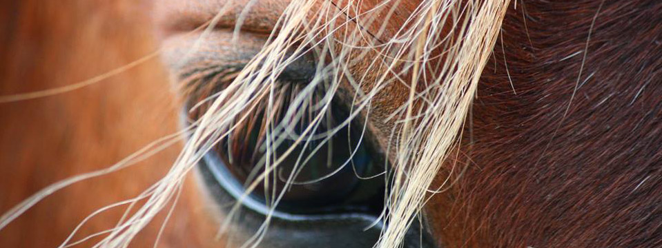 close up horse eye