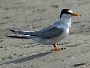 Least Tern. The species is not considered threatened or endangered.