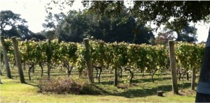Grapes ripening on the vine at Sanctuary Vineyards.