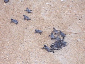 Sea turtle hatchlings. The quick trek to the sea is called a boil. Photo NPS