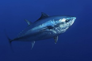 Atlantic bluefin tuna.