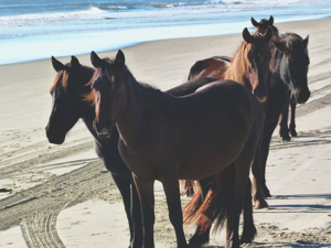 wild horses on the beach