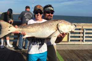 44" long “bull” with a girth of 26.5-inches caught on Jennette's Pier earlier this month. Photo, Daryl Law, Jennette's Pier.
