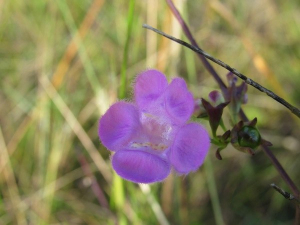 Gerardia in bloom. Photo Crystal Canterbury