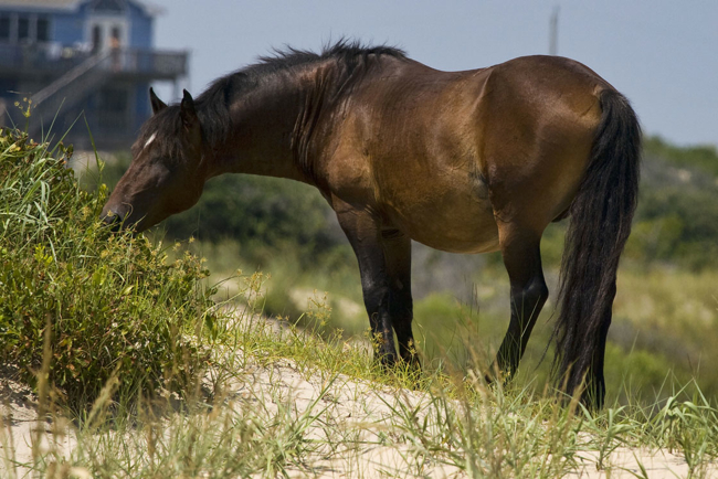 Wild horse of Corolla grazing. The ruling from the Appellate Court could endanger their longterm survival by reducing the amount of land available for them to graze.