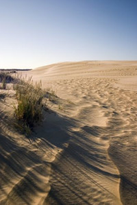 Jockey's Ridge State Park, showing effects of wind on the dunes.