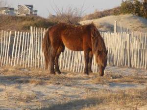 stallion eating grass