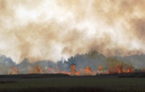 prescribed burn on bodie island