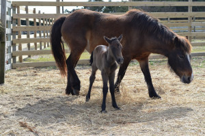 Hazelnut, an new foal