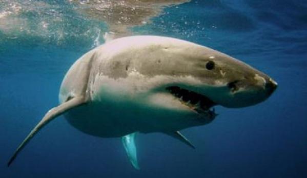 great white shark
