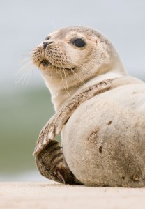 seal on the beach