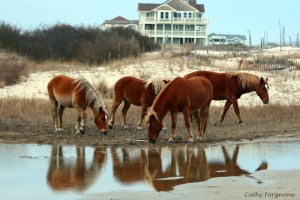 wild horses on the beach