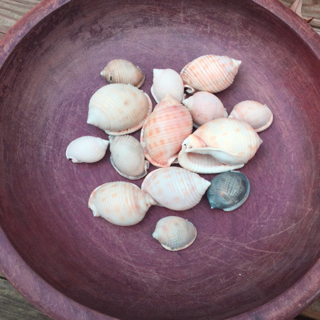 Scotch bonnet shells