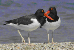 amorous american oystercatchers