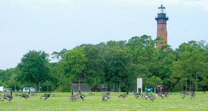 geese at Currituck Light