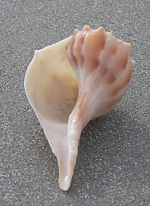 Lightning whelk.