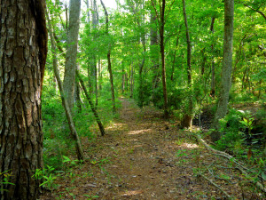 Meandering path in Kitty Hawk Woods.