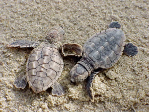 Loggerhead hatchlings.