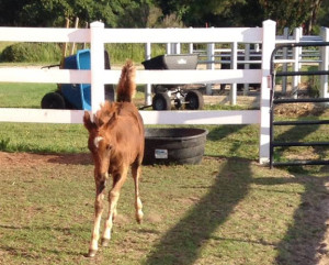 William in October. Almost three months old and doing well. Photo, CWHF