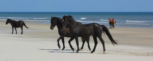 Nature is always right out your door. Photo, Corolla Wild Horse Fund.