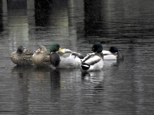 Ducks at Sandy Run Park in Kitty Hawk. The white flecks in the image are snow flakes. Photo Kip Tabb