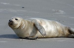 Harbor seal on Ocracoke Island. Photo P. Vankevich