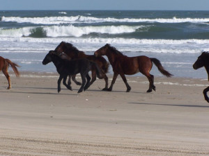 Corolla Wild horses on the beach. Photo, Corolla Wild Horse Fund.