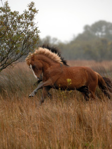 Wild Horses of Corolla are a direct genetic link to the mustangs of the Conquistadores. Photo Corolla Wild Horse Fund.