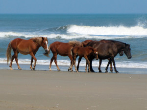 Herd of Corolla Wild horses on the Carova Beach--part of the area of the land swap between USFW and Currituck County. Photos, CWHF