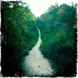 Sweetgum Trail, Nags Head Woods.