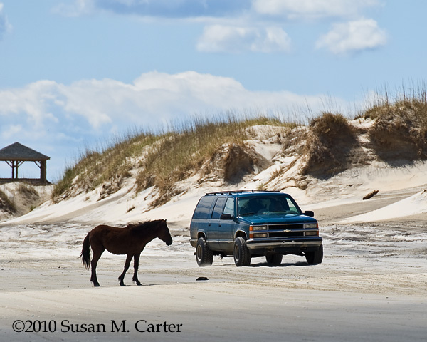 Horse and car on the beach in Corolla. Photo by Susan M Carter