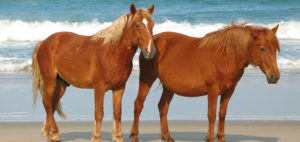 Colonial Spanish Mustangs on the beach in Carova. Photo, Corolla Wild Horse Fund.