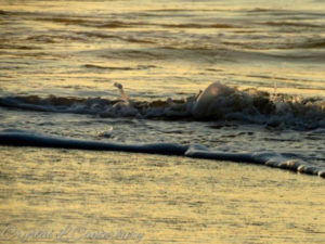 Writer Crystal Canterbury shows her photography skills in this image of Ocracoke surf.