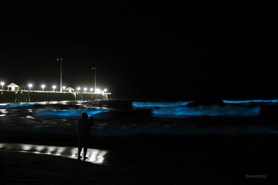 Bioluminescence at Jennette's Pier. Photo, Mickey McCarthy.