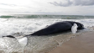 Strandings of whales on Outer Banks beaches are increasing, although no one is sure why.