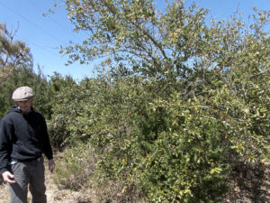 Horticulturalist Dan Hossack beside one of the few live oak in the maritime forest. Photo Kip Tabb