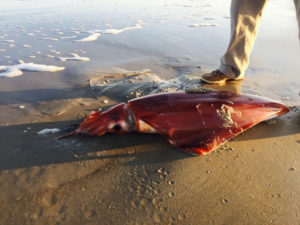 Giant Squid on beach at Portsmouth Island. Photo, Carey Walker