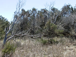 Cedar surviving in a harsh environment. The patch of green on the right side of the image is live part of the tree. Photo Kip Tabb