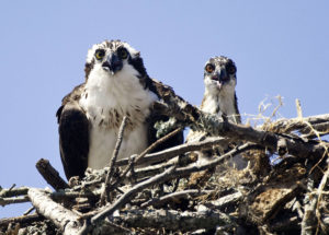 Henry the Osprey looks over the situation while a young osprey looks on. Photo Eve Turek.