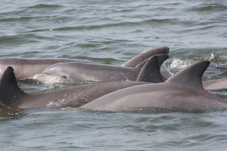 Dolphin swimming in Roanoke Sound. Photo Outer Banks Center for Dolphin Research.