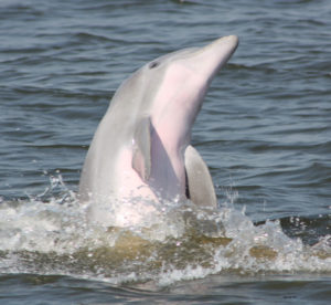 Dolphin sounding in the Roanoke Sound. Photo Outer Banks Center for Dolphin Research.