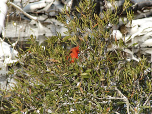 Cardinal at Sandy Run. Photo by Kip Tabb