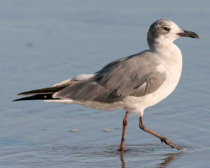 Laughing Gull. Although not common during an Ocracoke winter, a few are usually present on Ocracoke Island. Photo National Audubon Society.