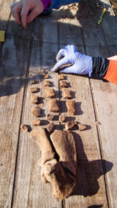 Moe the Dolphin's skeleton being reconstructed. Photo PBS NewsHour.