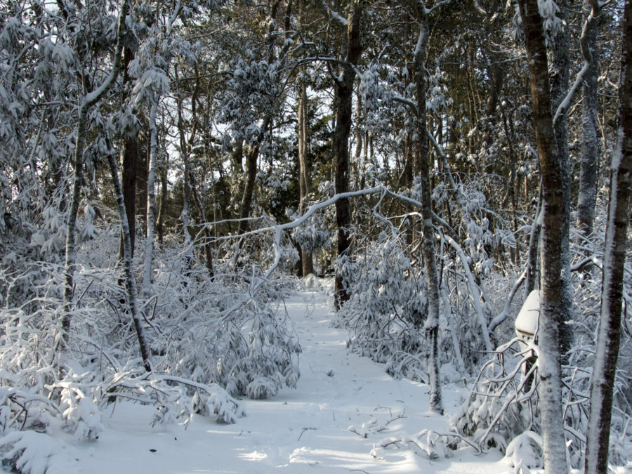 Sandy Run Park after the 2018 winter storm.