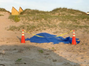 Corolla wild mustang that died awaiting burial.