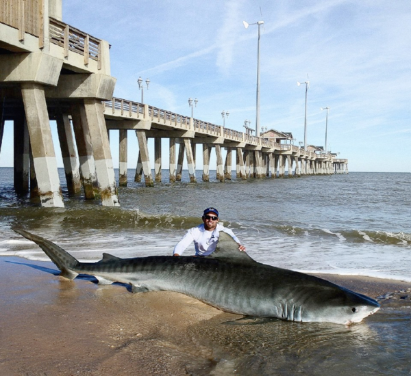 16' tiger shark at Jennette's Pier. Other than Jennette's Pier, nothing about this image is real.